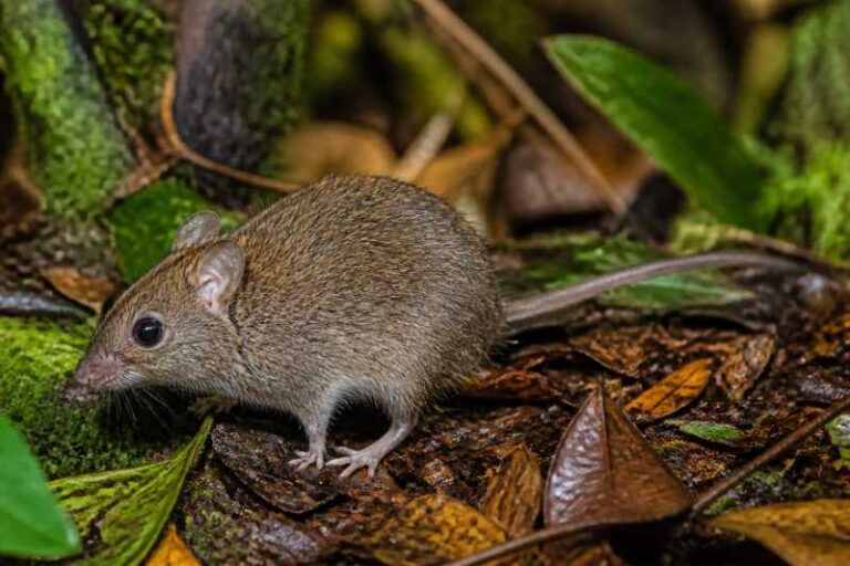 Image of a Colombian Forest Mouse in its natural habitat
