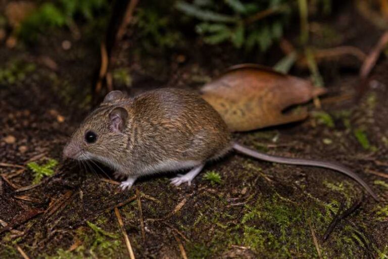 Image of a Colombian Oldfield Mouse in its natural habitat