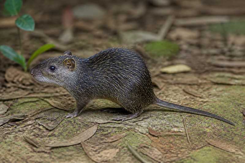 Image of a Colombian Spiny-rat in its natural habitat