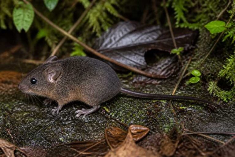 Image of a Colombian Western Andes Cloud Forest Mouse in its natural habitat