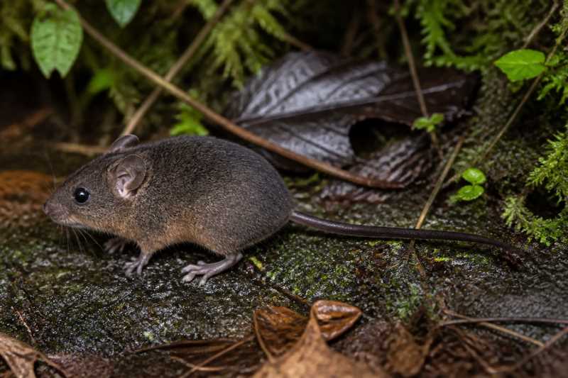 Image of a Colombian Western Andes Cloud Forest Mouse in its natural habitat