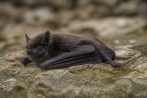 Image of a Common Black Myotis in its natural habitat