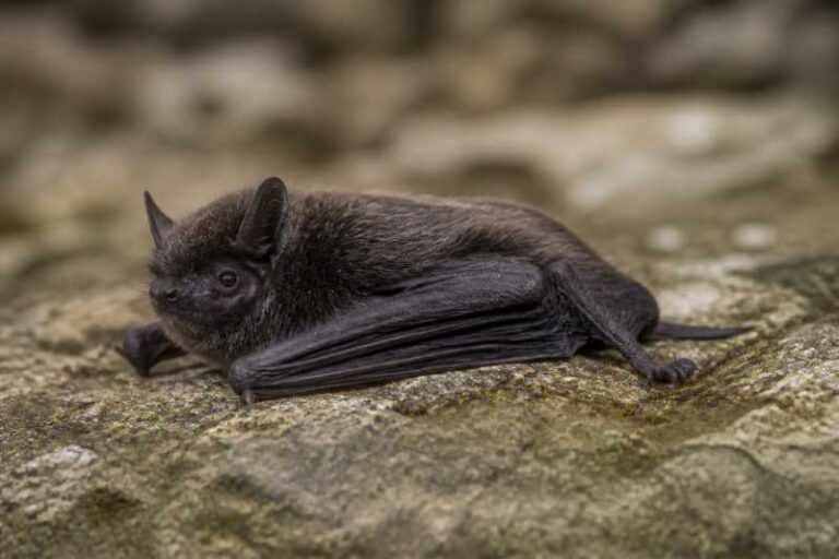 Image of a Common Black Myotis in its natural habitat