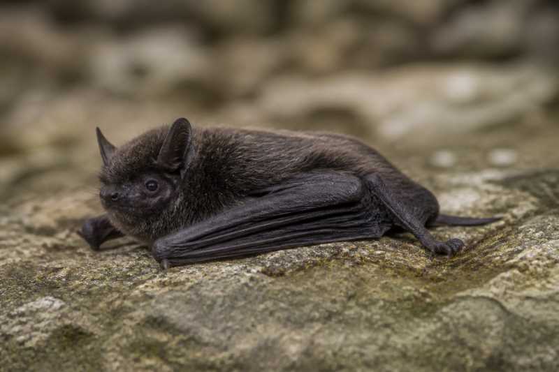 Image of a Common Black Myotis in its natural habitat