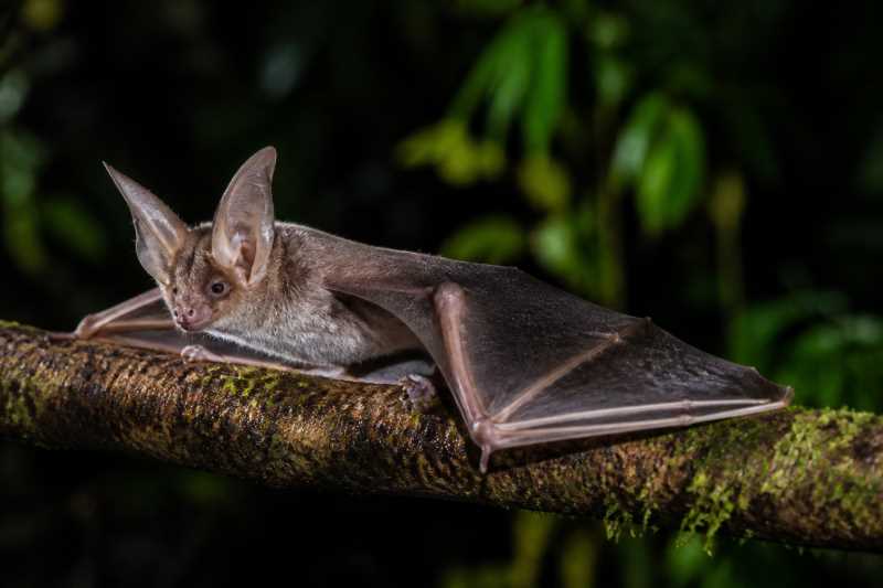 Image of a Common Butterfly Bat in its natural habitat
