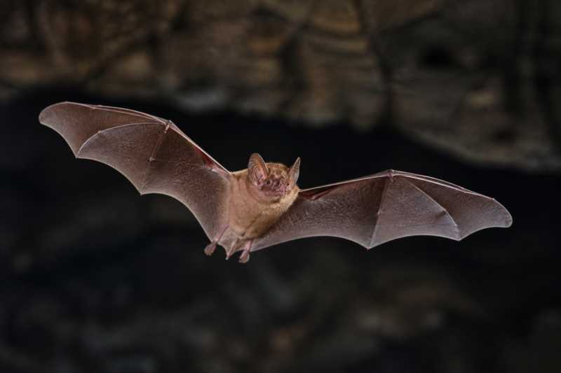 Image of a Common Dusky Roundleaf Bat in its natural habitat