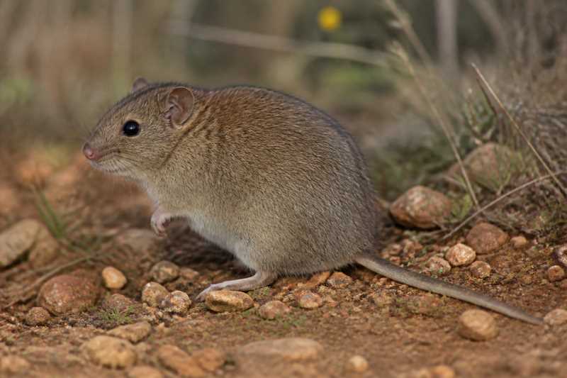 Image of a Common Fat Mouse in its natural habitat