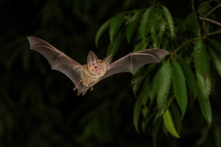 Image of a Common Fringe-lipped Bat in its natural habitat
