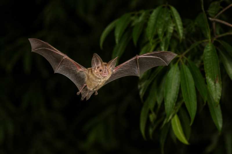 Image of a Common Fringe-lipped Bat in its natural habitat