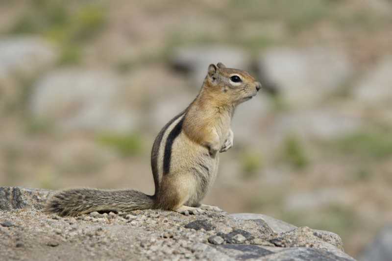 Image of a Common Golden-mantled Ground Squirrel in its natural habitat