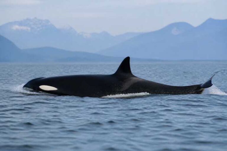 Image of a Common Killer Whale in its natural habitat