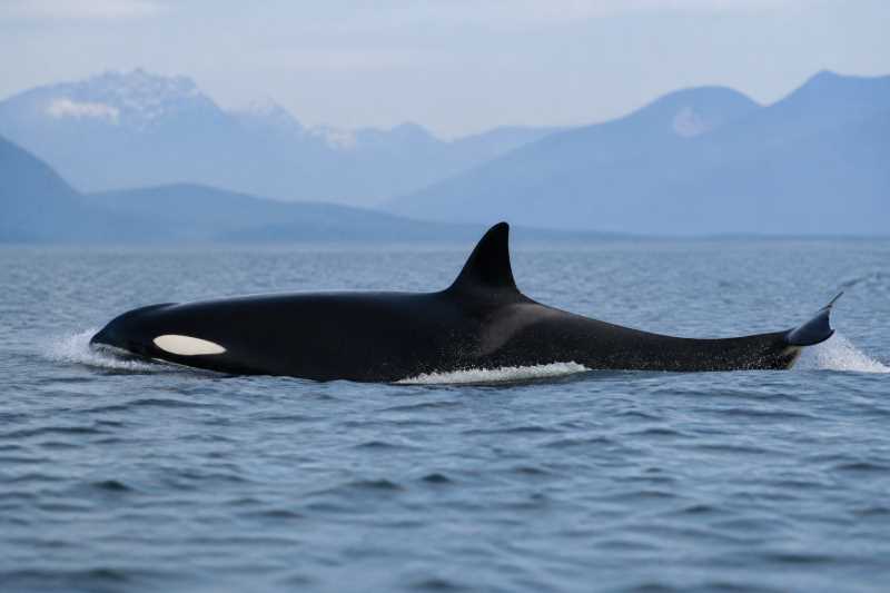 Image of a Common Killer Whale in its natural habitat