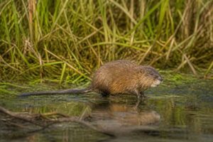 Image of a Common Muskrat in its natural habitat