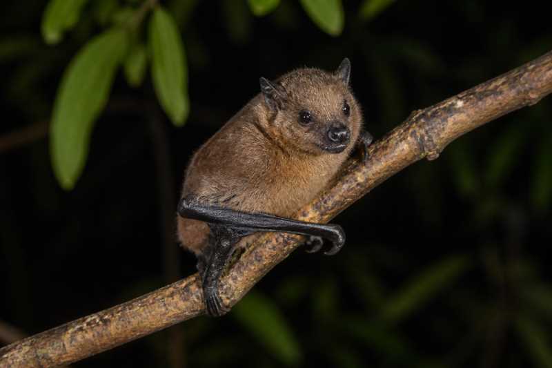 Image of a Common Pygmy Fruit Bat in its natural habitat