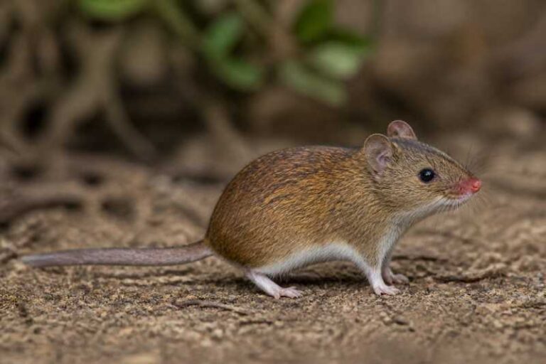 Image of a Common Red-nosed Mouse in its natural habitat