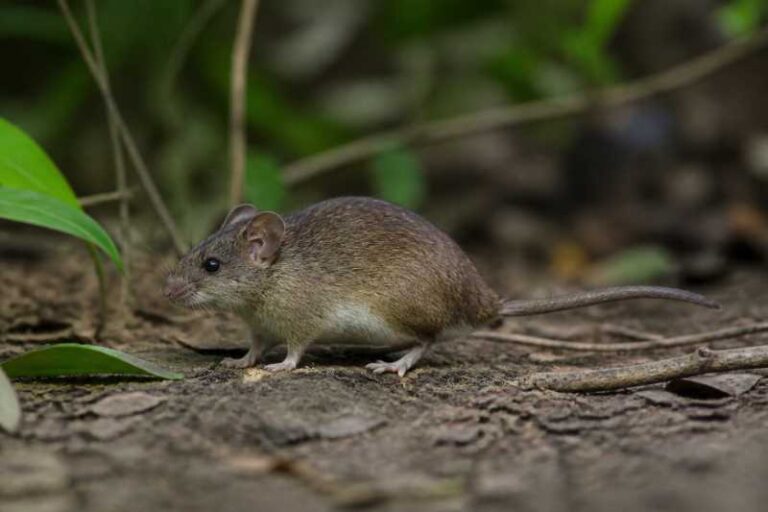 Image of a Common Rufous-nosed Rat in its natural habitat