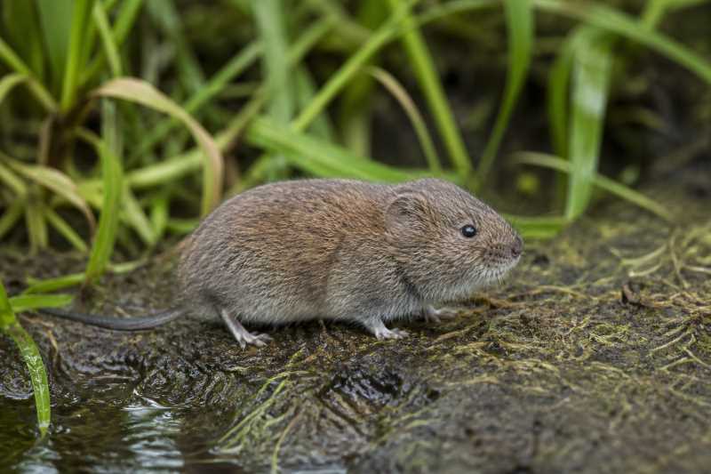 Image of a Common Vole in its natural habitat