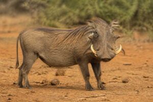 Image of a Common Warthog in its natural habitat