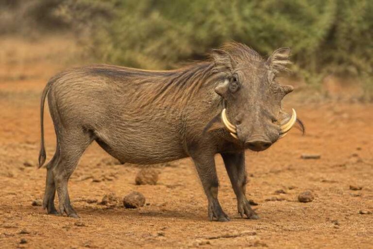 Image of a Common Warthog in its natural habitat