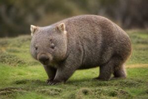 Image of a Common Wombat in its natural habitat