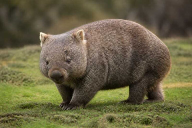 Image of a Common Wombat in its natural habitat