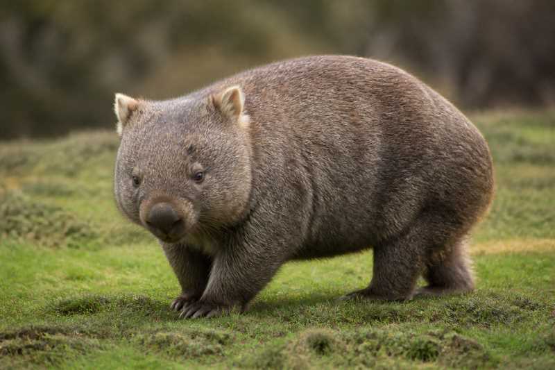 Image of a Common Wombat in its natural habitat