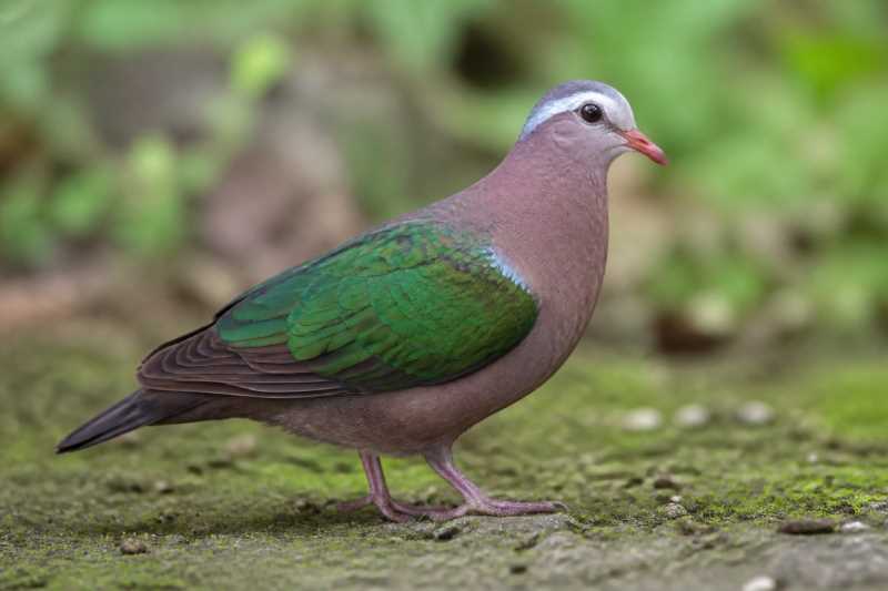 Image of a Common Emerald Dove in its natural habitat