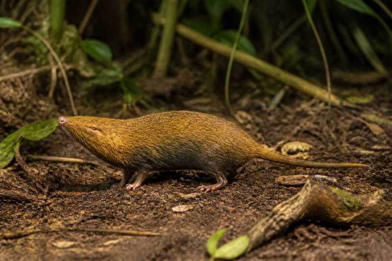 Image of a Congo Golden Mole in its natural habitat