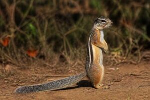 Image of a Congo Rope Squirrel in its natural habitat