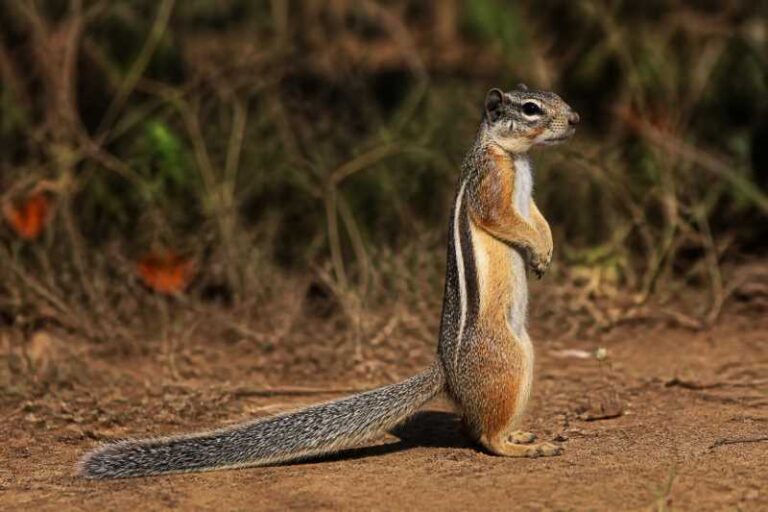 Image of a Congo Rope Squirrel in its natural habitat