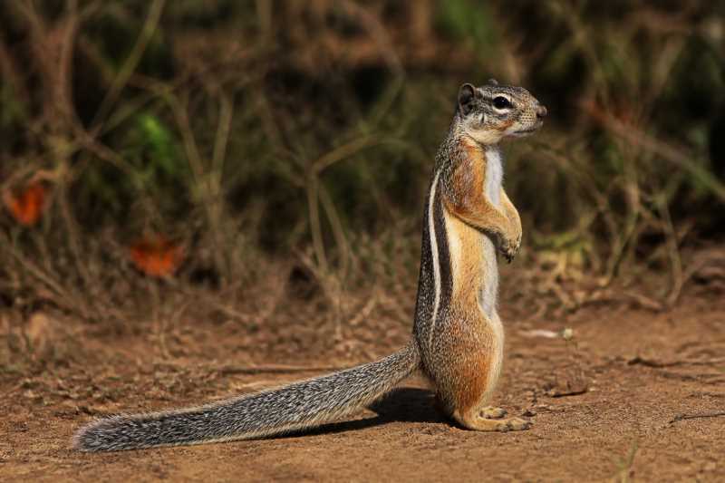 Image of a Congo Rope Squirrel in its natural habitat