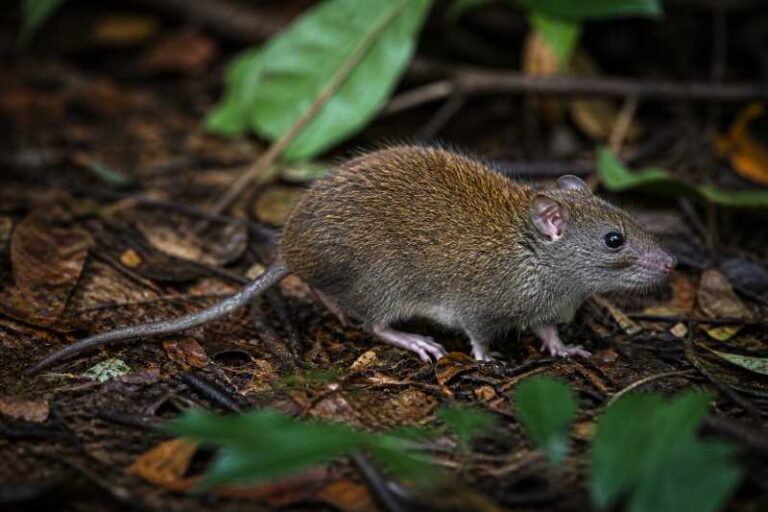 Image of a Congolese Brush-furred Rat in its natural habitat