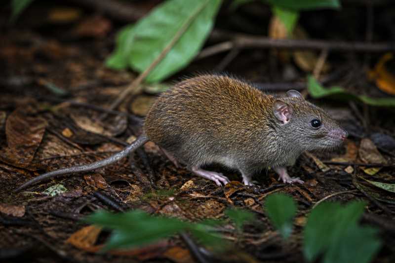 Image of a Congolese Brush-furred Rat in its natural habitat