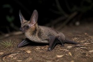 Image of a Corben's Long-eared Bat in its natural habitat