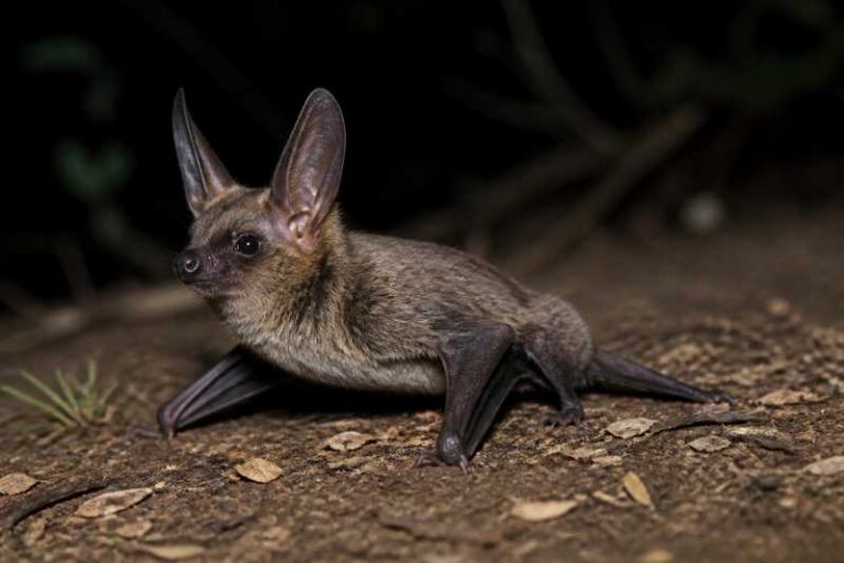 Image of a Corben's Long-eared Bat in its natural habitat
