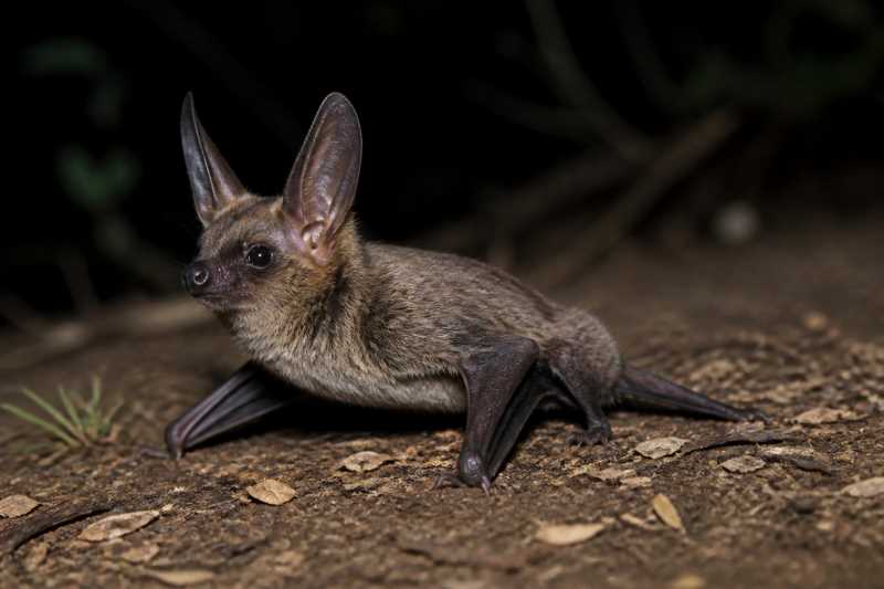 Image of a Corben's Long-eared Bat in its natural habitat