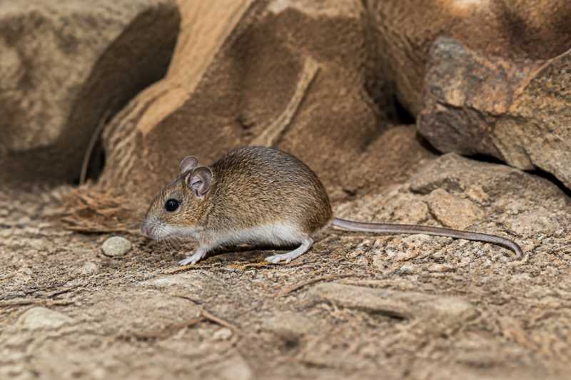 Image of a Cordillera Deermouse in its natural habitat
