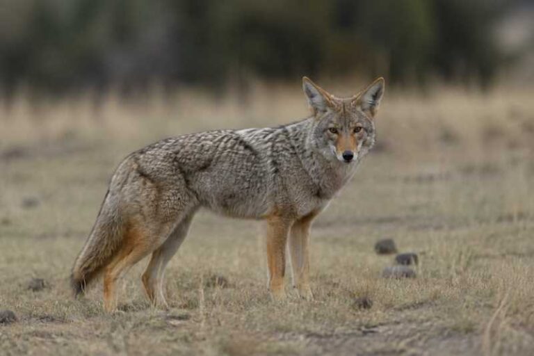 Image of a Coyote in its natural habitat