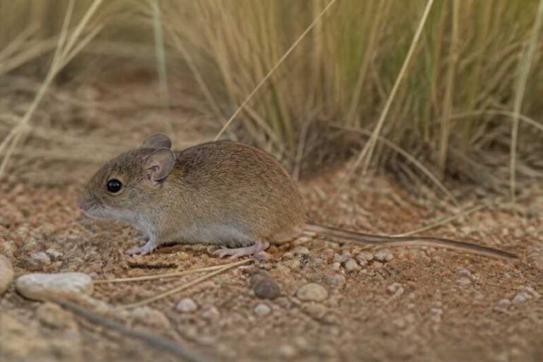 Image of a Crafty Vesper Mouse in its natural habitat