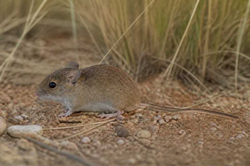 Image of a Crafty Vesper Mouse in its natural habitat