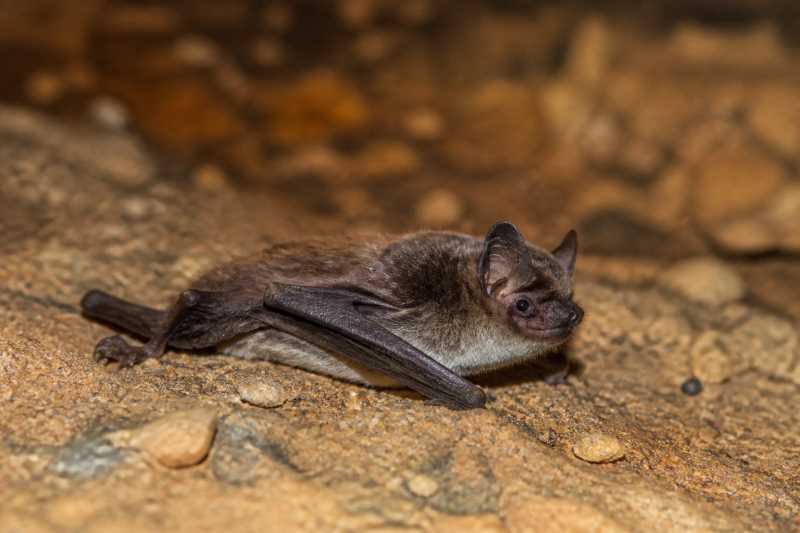 Image of a Crete Pipistrelle in its natural habitat