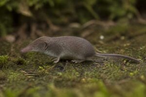 Image of a Crosse's White-toothed Shrew in its natural habitat