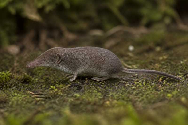 Image of a Crosse's White-toothed Shrew in its natural habitat