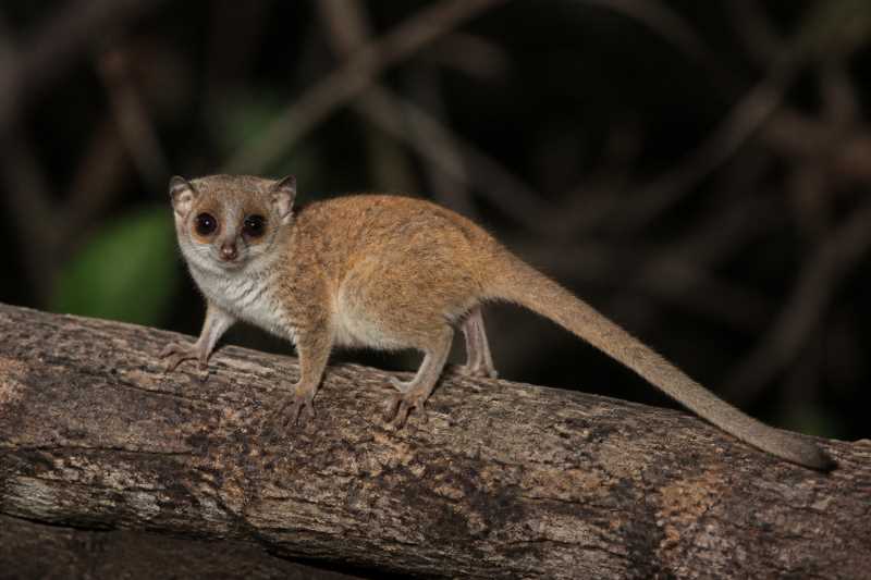 Image of a Crossley's Dwarf Lemur in its natural habitat