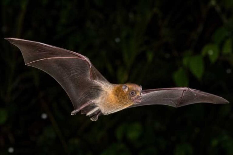 Image of a Cuban Fig-eating Bat in its natural habitat