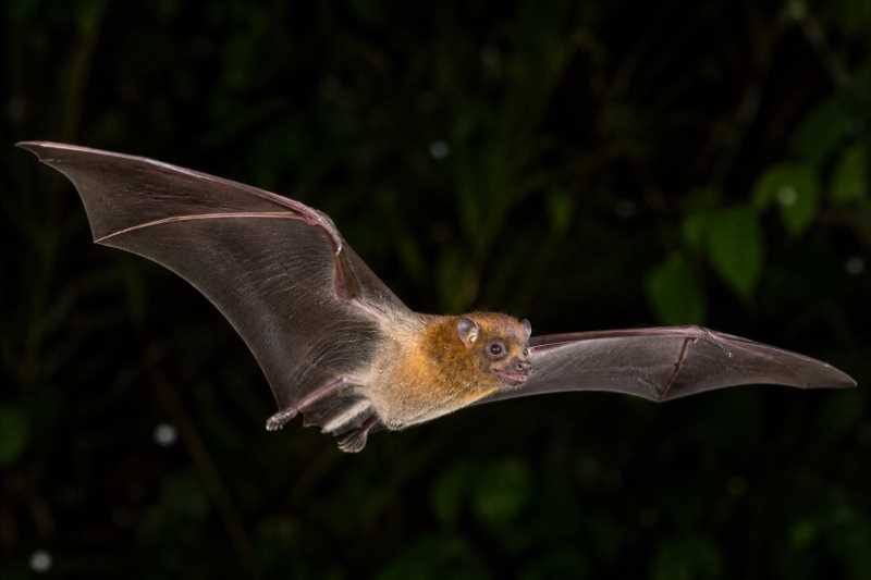 Image of a Cuban Fig-eating Bat in its natural habitat