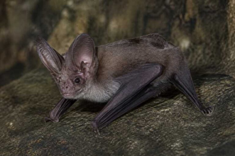 Image of a Cuban Greater Funnel-eared Bat in its natural habitat