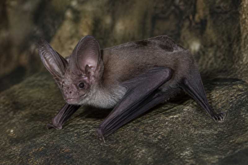 Image of a Cuban Greater Funnel-eared Bat in its natural habitat
