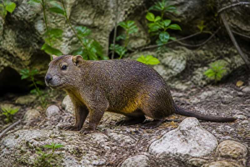 Image of a Cuban Hutia in its natural habitat