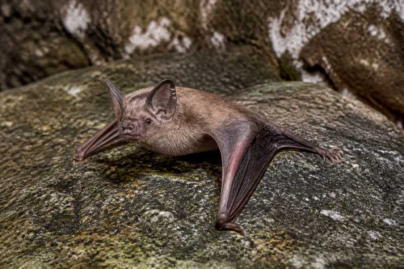 Image of a Cuban Lesser Funnel-eared Bat in its natural habitat